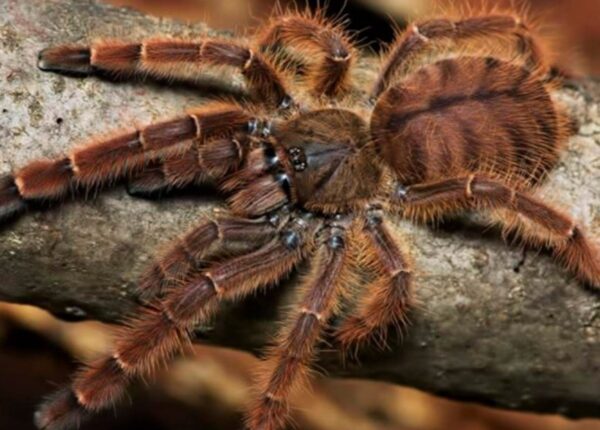 Java tree tiger  (Phormingochilus sp. rufus) (3/4cm)