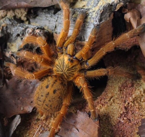 Orange Baboon Tarantula OBT Pterinochilus murinus (3cm/5cm)