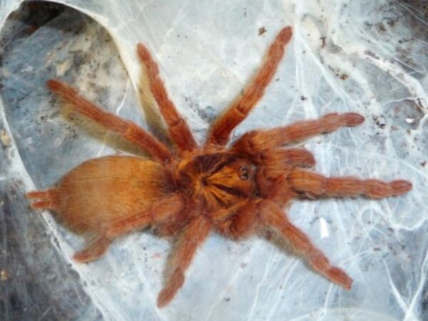 Trinidad olive gold
(Neoholothele incei) (4/5cm)
