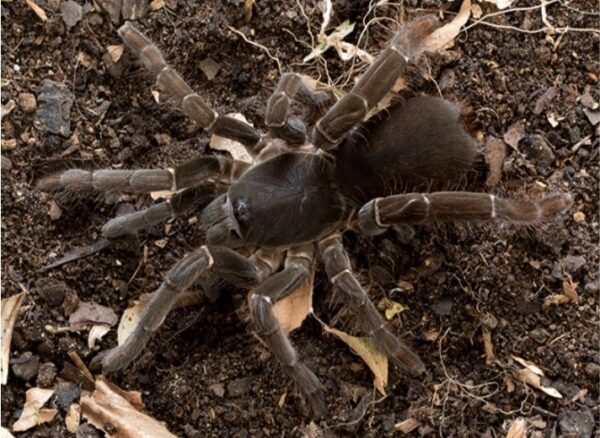 Hysterocrates gigas
Spider sub/adult females