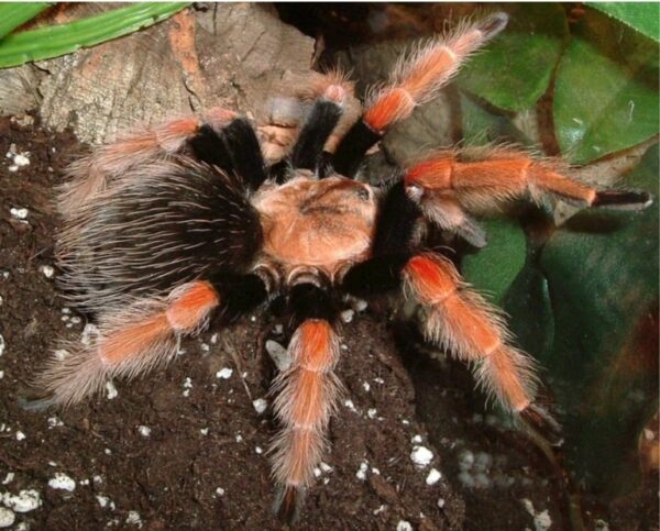 Mexican fireleg  
(Brachypelma boehmei) 2cm
