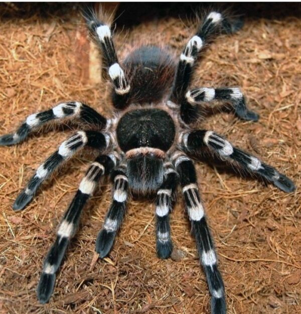 Brazilian whiteknee  (Acanthoscurria geniculata)  6cm (pairs )